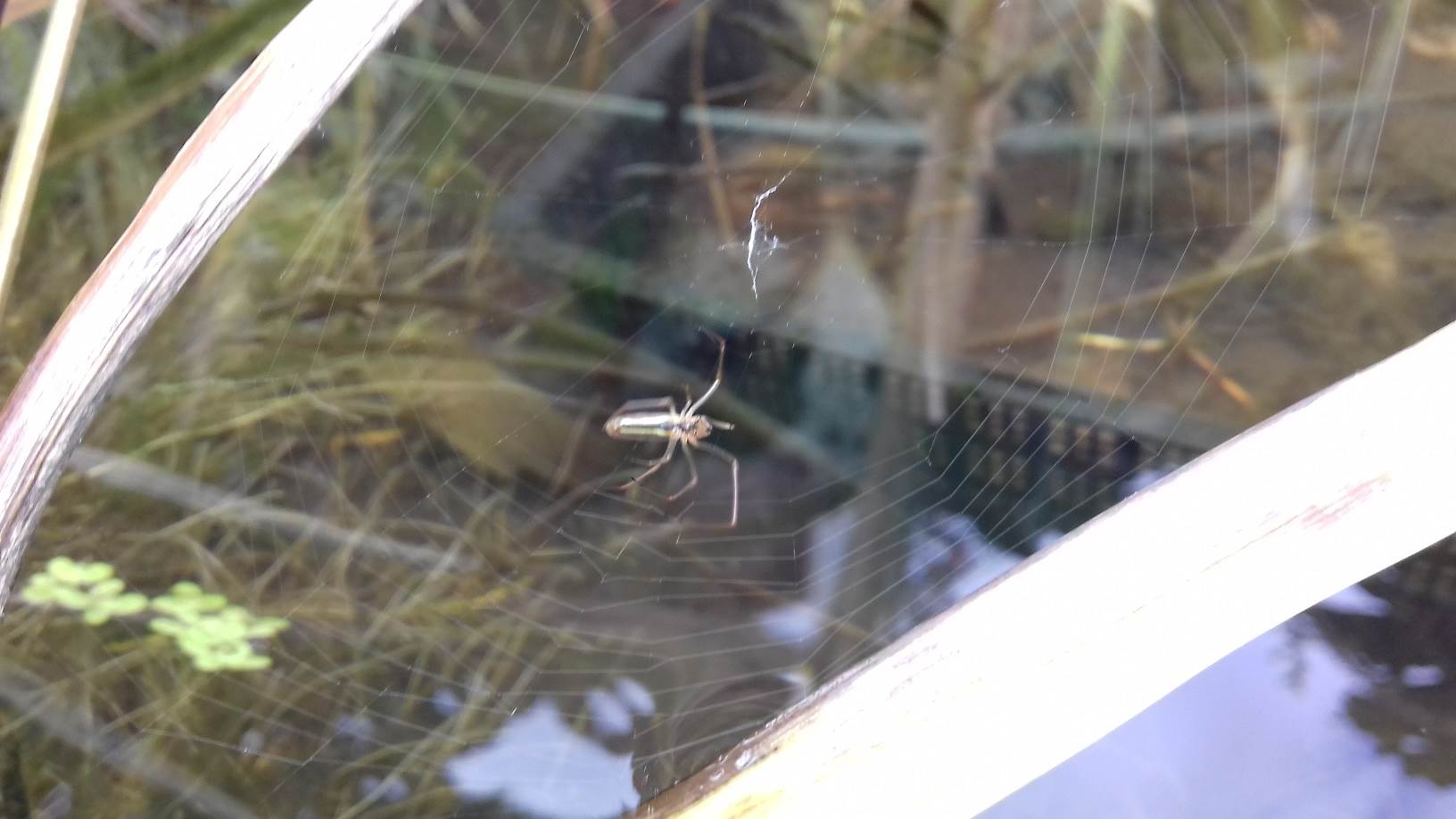 ImagesGarden/2018-09 Natural Pond Spider Making Web.jpg